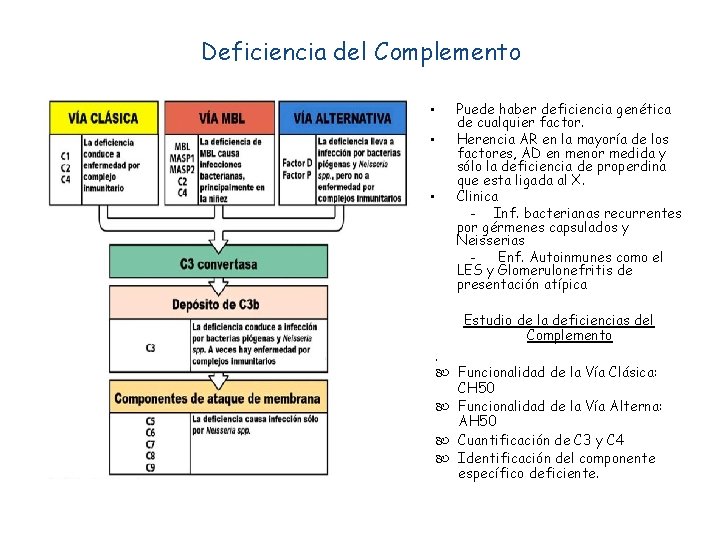 Deficiencia del Complemento • • • Puede haber deficiencia genética de cualquier factor. Herencia