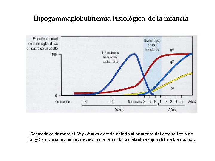 Hipogammaglobulinemia Fisiológica de la infancia Se produce durante el 3° y 6° mes de