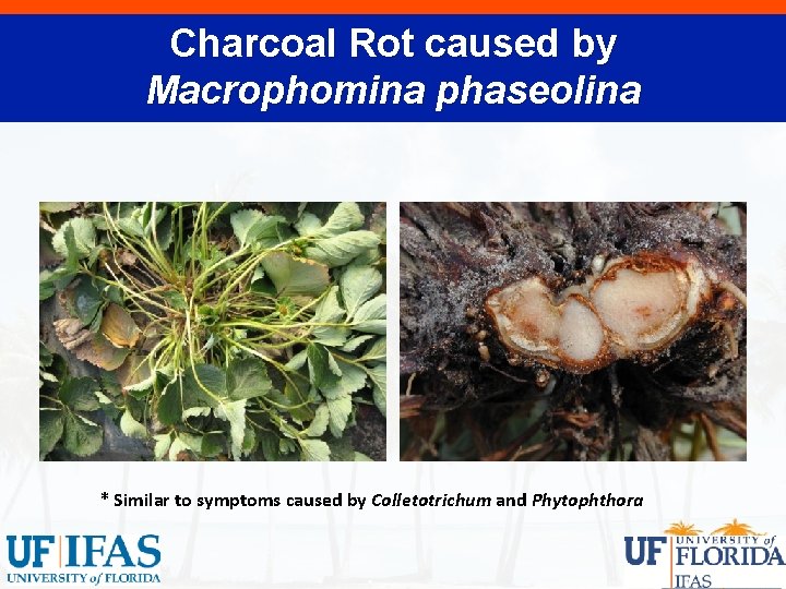 Charcoal Rot caused by Macrophomina phaseolina * Similar to symptoms caused by Colletotrichum and