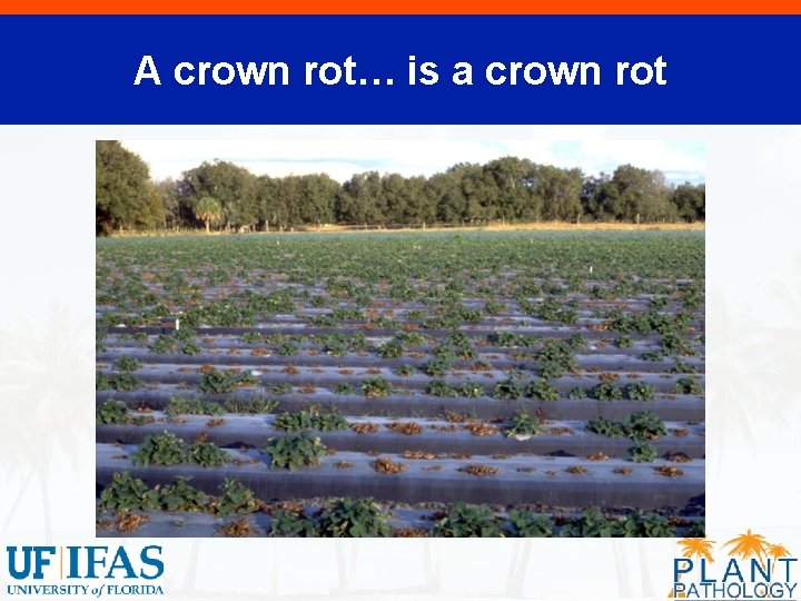 A crown rot… is a crown rot 