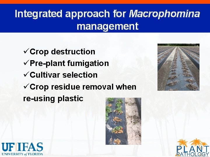Integrated approach for Macrophomina management üCrop destruction üPre-plant fumigation üCultivar selection üCrop residue removal
