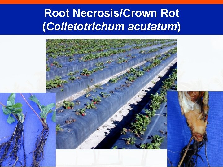 Root Necrosis/Crown Rot (Colletotrichum acutatum) 