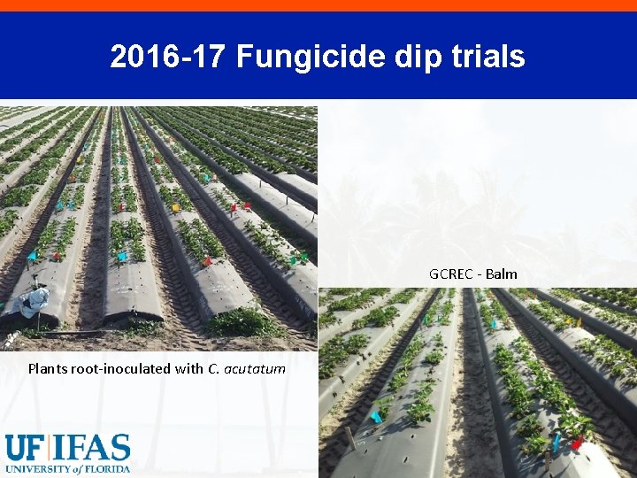 2016 -17 Fungicide dip trials GCREC - Balm Plants root-inoculated with C. acutatum 