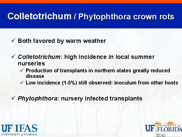 Colletotrichum / Phytophthora crown rots ü Both favored by warm weather ü Colletotrichum: high