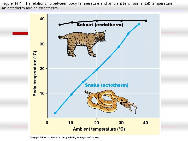 Figure 44. 4 The relationship between body temperature and ambient (environmental) temperature in an