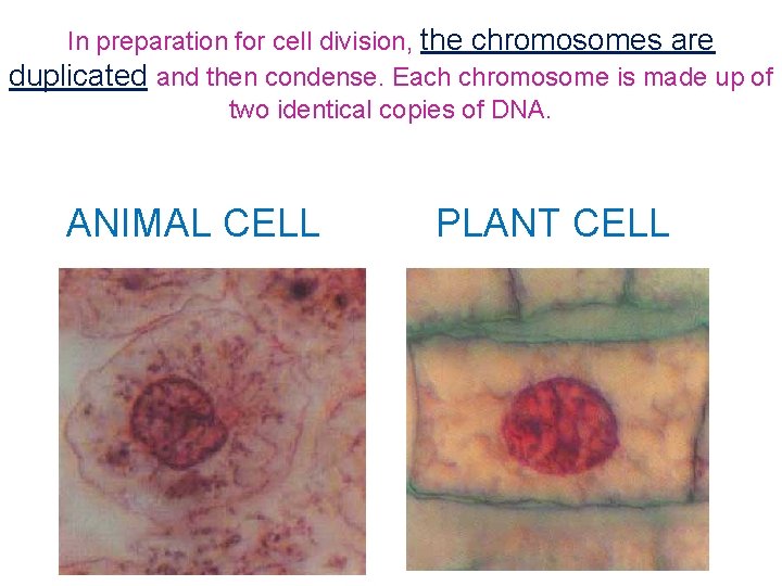 In preparation for cell division, the chromosomes are duplicated and then condense. Each chromosome