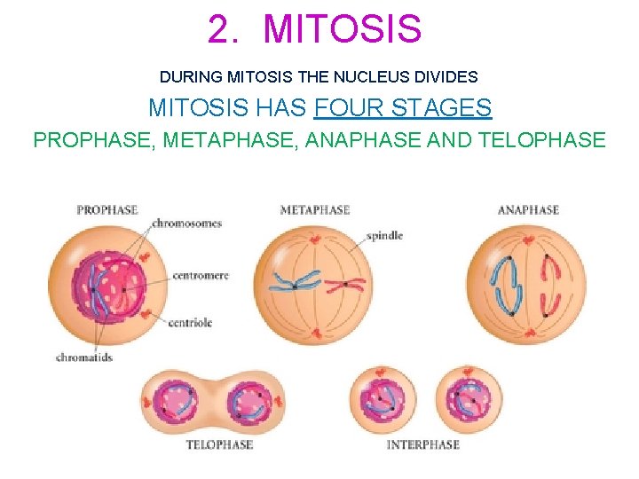 2. MITOSIS DURING MITOSIS THE NUCLEUS DIVIDES MITOSIS HAS FOUR STAGES PROPHASE, METAPHASE, ANAPHASE