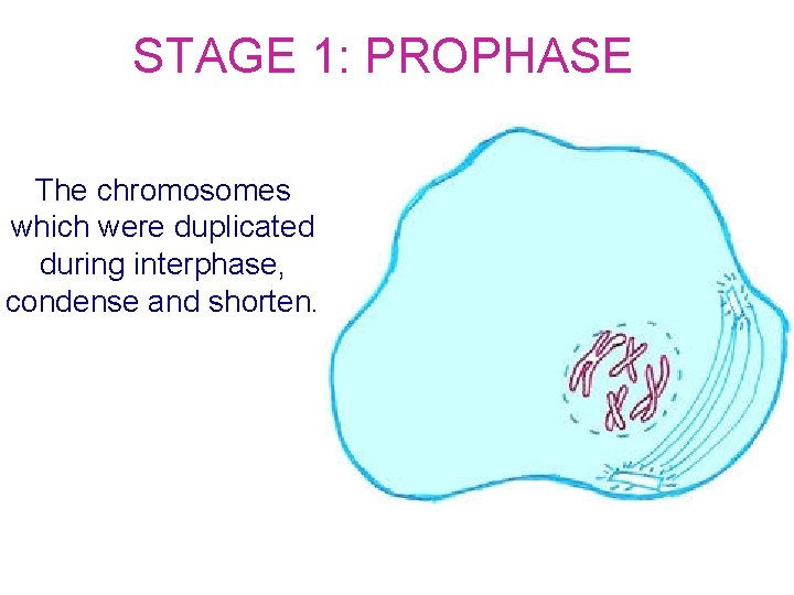 STAGE 1: PROPHASE The chromosomes which were duplicated during interphase, condense and shorten. 