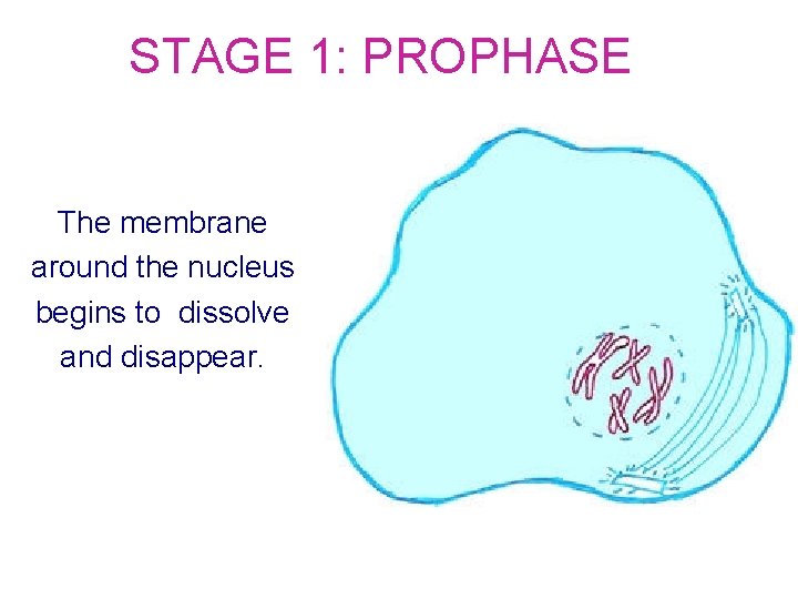 STAGE 1: PROPHASE The membrane around the nucleus begins to dissolve and disappear. 