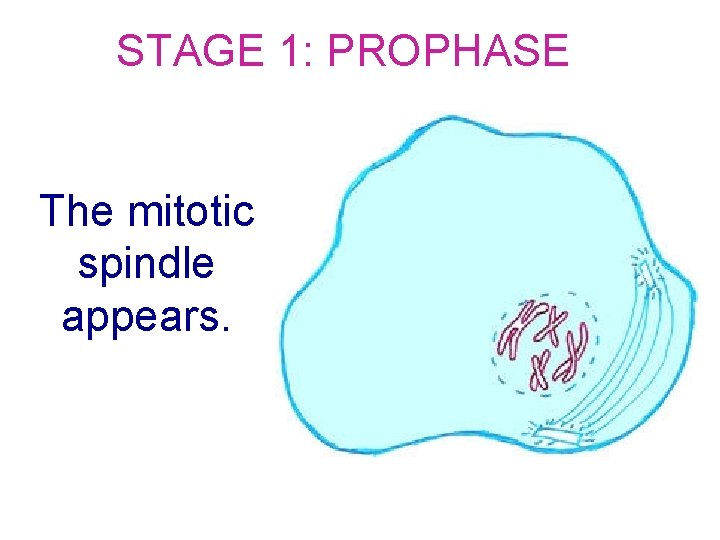 STAGE 1: PROPHASE The mitotic spindle appears. 