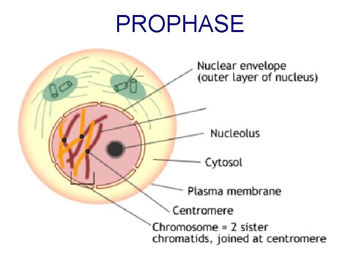 PROPHASE 