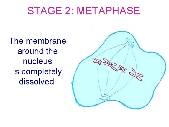 STAGE 2: METAPHASE The membrane around the nucleus is completely dissolved. 