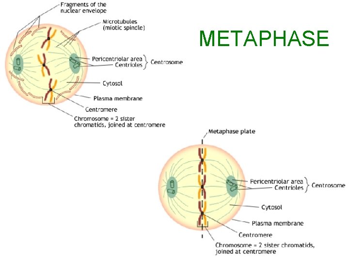 METAPHASE 