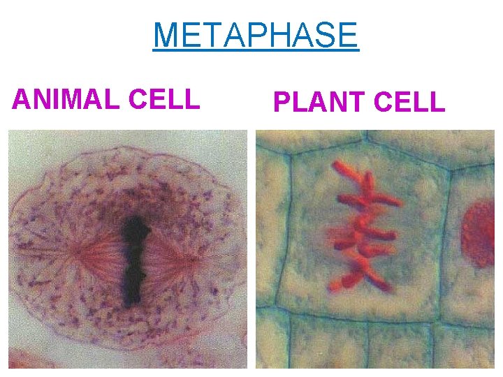 METAPHASE ANIMAL CELL PLANT CELL 