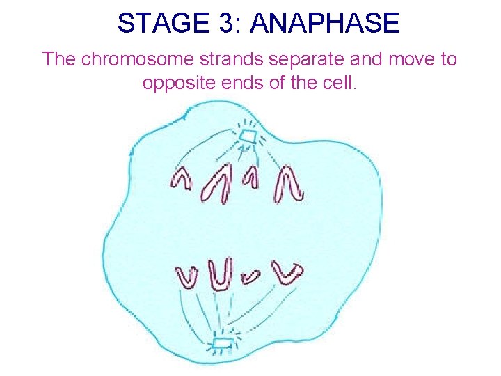 STAGE 3: ANAPHASE The chromosome strands separate and move to opposite ends of the