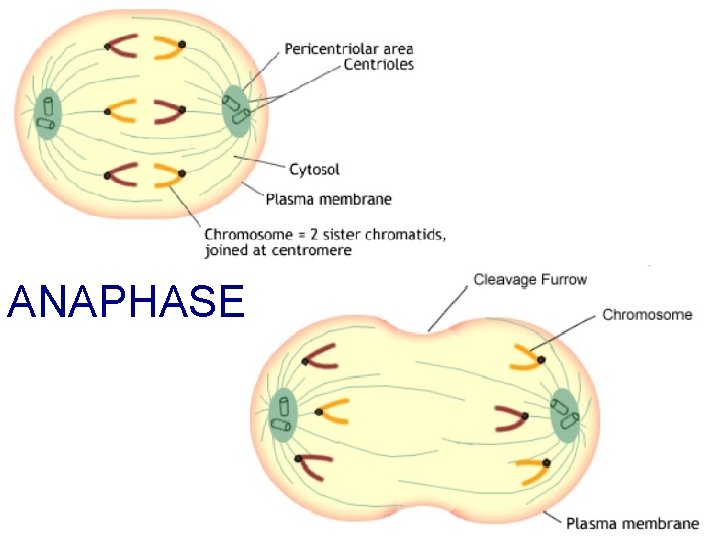 ANAPHASE 