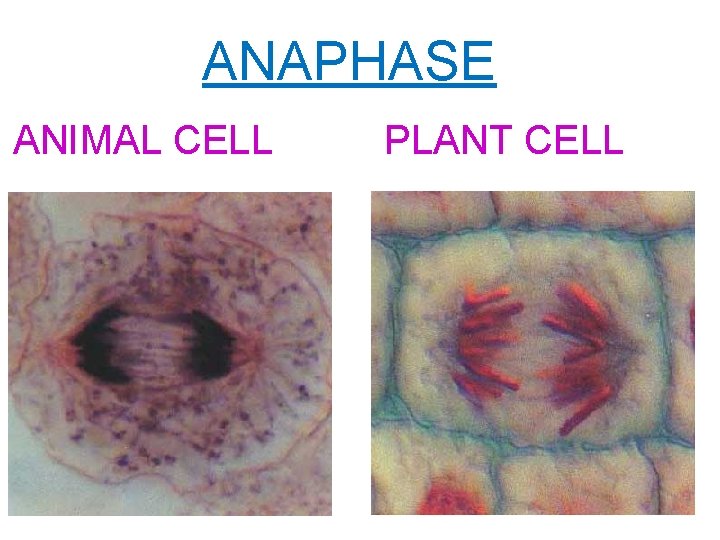 ANAPHASE ANIMAL CELL PLANT CELL 