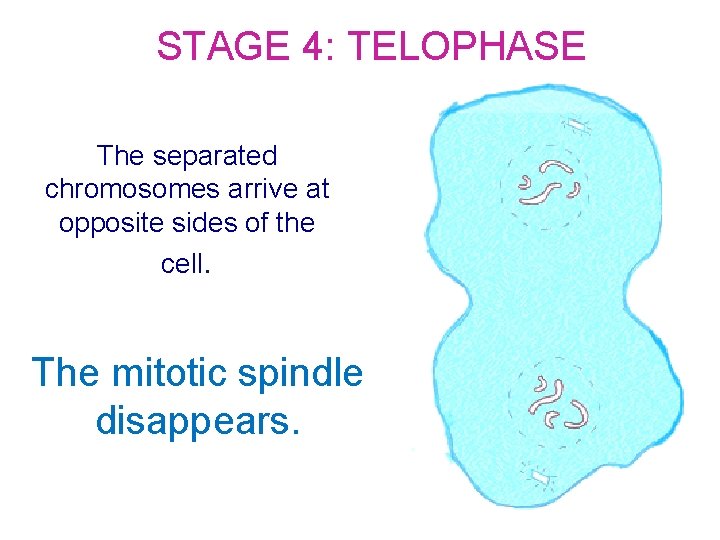STAGE 4: TELOPHASE The separated chromosomes arrive at opposite sides of the cell. The