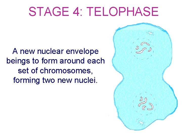 STAGE 4: TELOPHASE A new nuclear envelope beings to form around each set of
