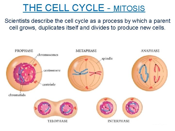 THE CELL CYCLE - MITOSIS Scientists describe the cell cycle as a process by