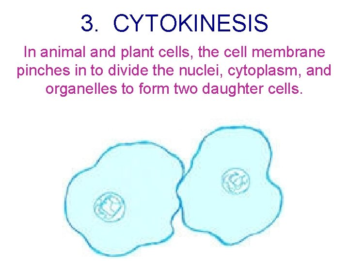 3. CYTOKINESIS In animal and plant cells, the cell membrane pinches in to divide