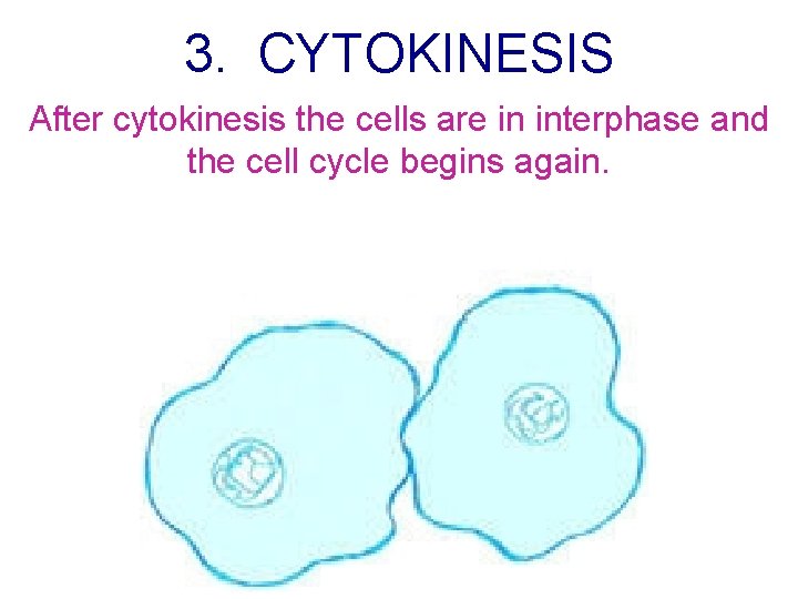 3. CYTOKINESIS After cytokinesis the cells are in interphase and the cell cycle begins