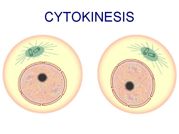 CYTOKINESIS 