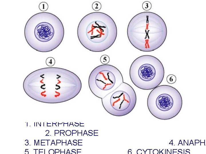 1. INTERPHASE 2. PROPHASE 3. METAPHASE 4. ANAPHA 