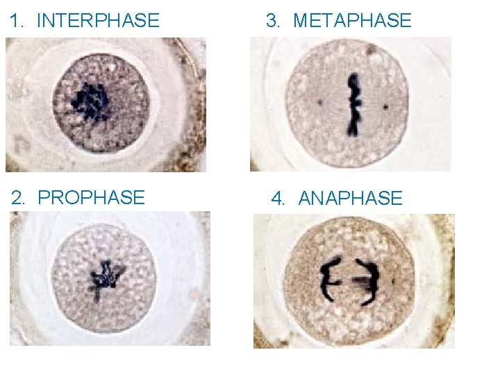 1. INTERPHASE 3. METAPHASE 2. PROPHASE 4. ANAPHASE 