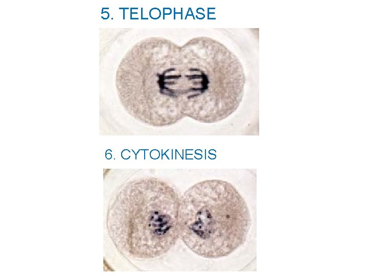 5. TELOPHASE 6. CYTOKINESIS 