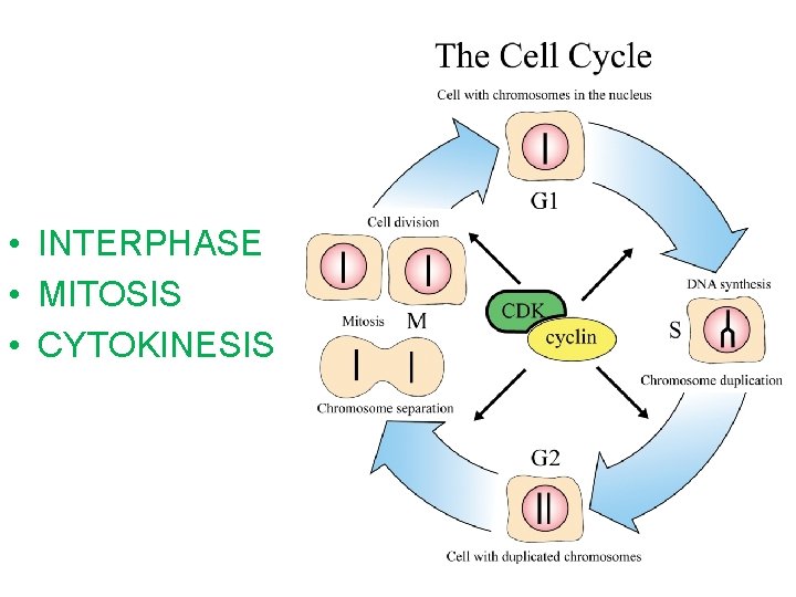  • INTERPHASE • MITOSIS • CYTOKINESIS 