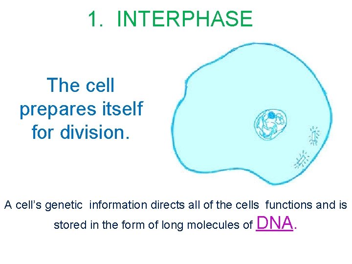 1. INTERPHASE The cell prepares itself for division. A cell’s genetic information directs all