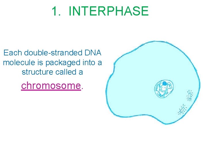 1. INTERPHASE Each double-stranded DNA molecule is packaged into a structure called a chromosome.