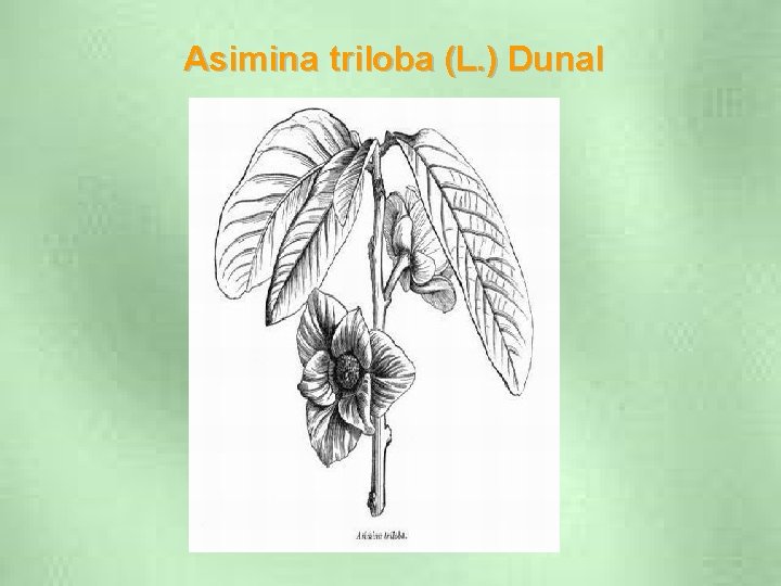 Asimina triloba (L. ) Dunal 