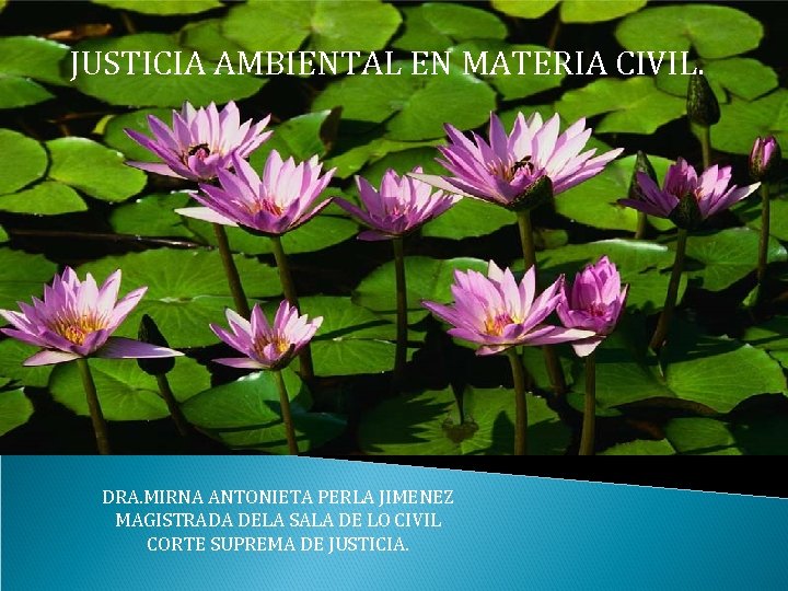 JUSTICIA AMBIENTAL EN MATERIA CIVIL. DRA. MIRNA ANTONIETA PERLA JIMENEZ MAGISTRADA DELA SALA DE