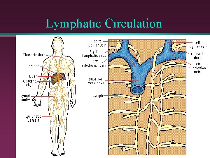 Lymphatic Circulation 