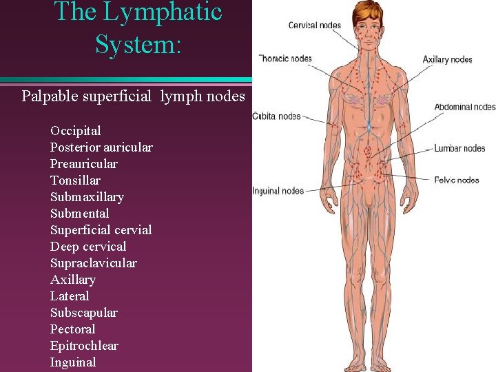 The Lymphatic System: Palpable superficial lymph nodes Occipital Posterior auricular Preauricular Tonsillar Submaxillary Submental