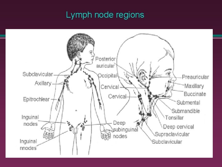 Lymph node regions 