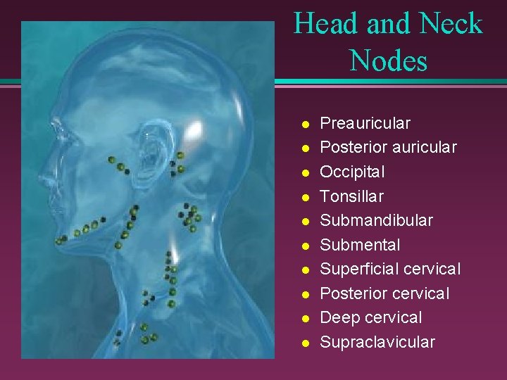 Head and Neck Nodes l l l l l Preauricular Posterior auricular Occipital Tonsillar