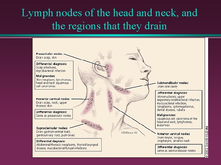Lymph nodes of the head and neck, and the regions that they drain 