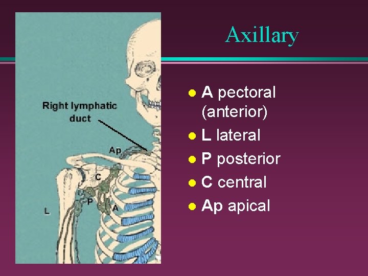 Axillary A pectoral (anterior) l L lateral l P posterior l C central l