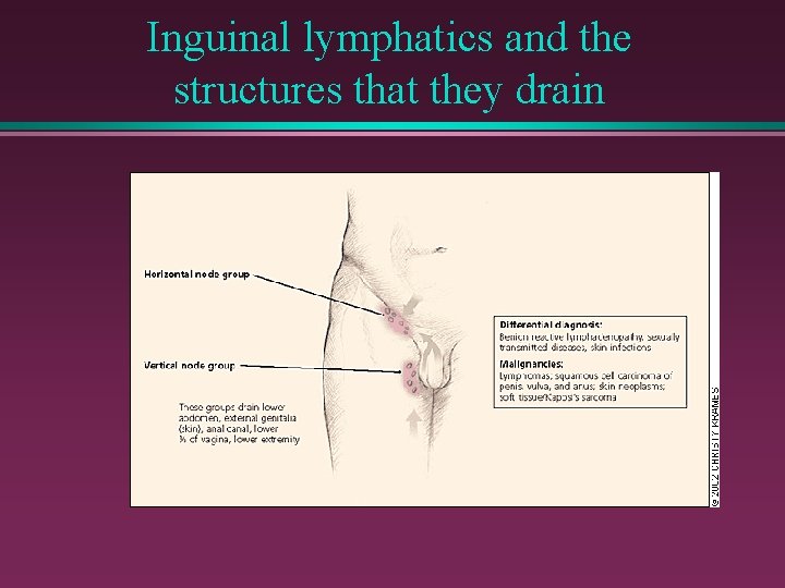 Inguinal lymphatics and the structures that they drain 