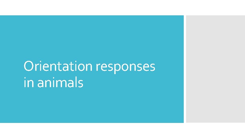 Orientation responses in animals 