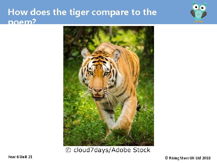 How does the tiger compare to the poem? Year 6 Unit 21 © Rising
