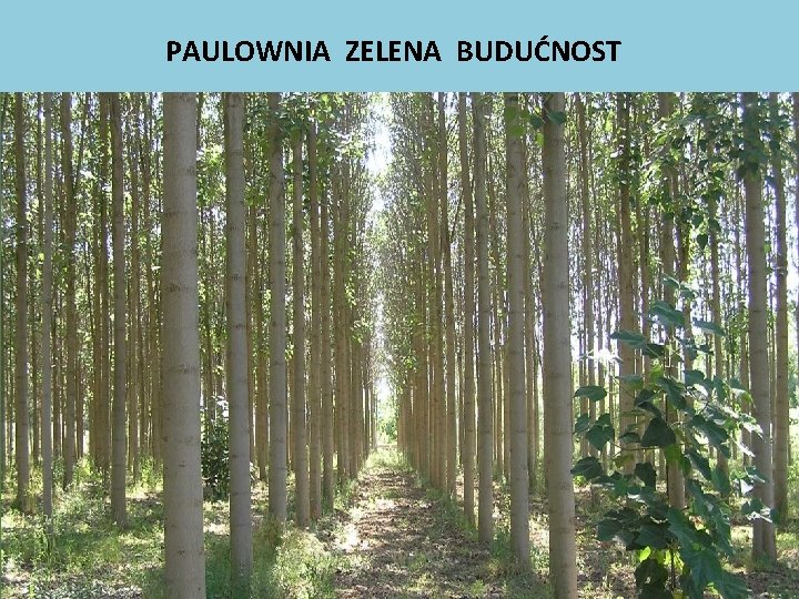 PAULOWNIA ZELENA BUDUĆNOST 