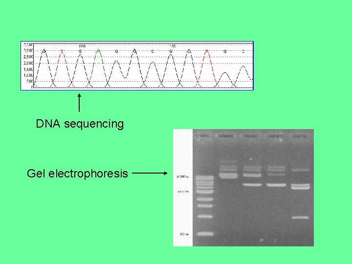 DNA sequencing Gel electrophoresis 