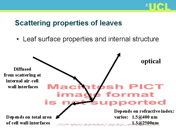 Scattering properties of leaves • Leaf surface properties and internal structure optical Diffused from