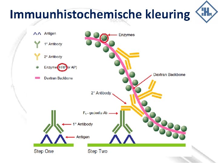 Immuunhistochemische kleuring 