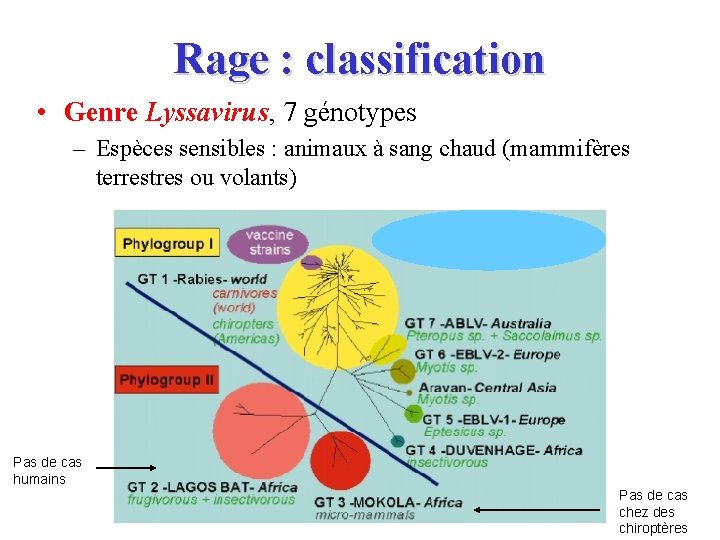 Rage : classification • Genre Lyssavirus, 7 génotypes – Espèces sensibles : animaux à