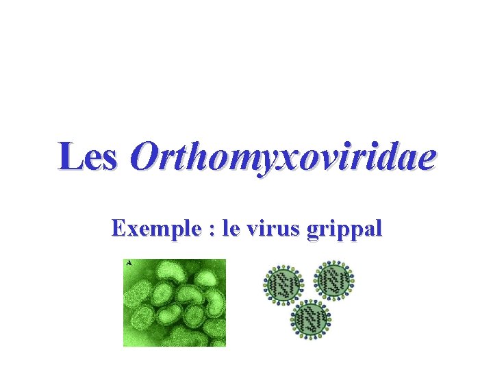 Les Orthomyxoviridae Exemple : le virus grippal 